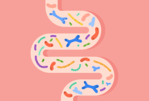 Illustration of digestive anatomy demonstrating the benefits of prebiotics and probiotics for gut microbiome balance.