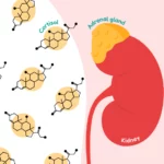 Cortisol is produced by the adrenal glands