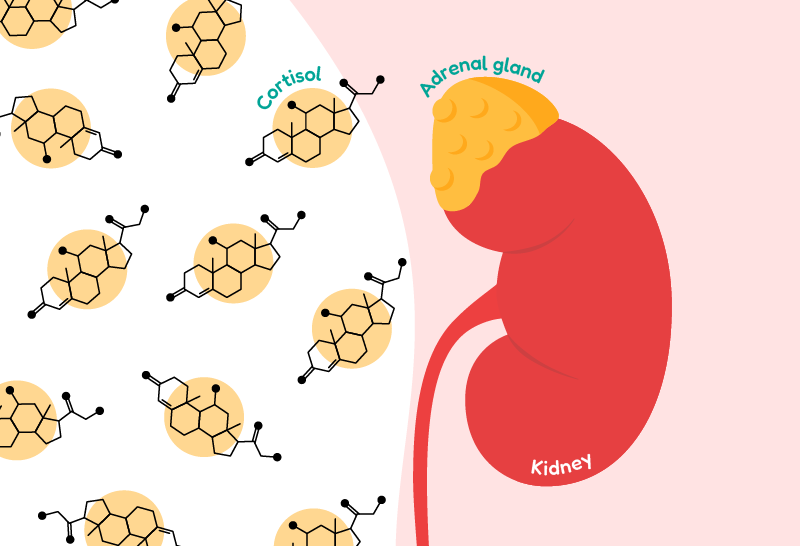Cortisol is produced by the adrenal glands