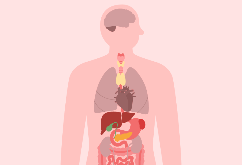 Diagram of upper body anatomy highlighting areas of mild organ infection.